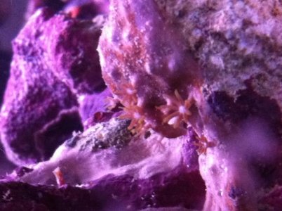 saltwater tank1.jpg