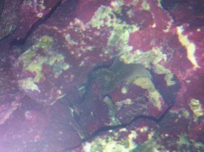 saltwater tank2.jpg