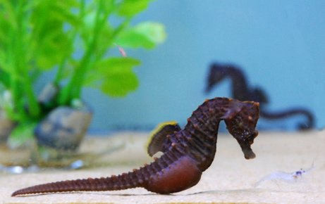 080407-seahorse-photo_big.jpg