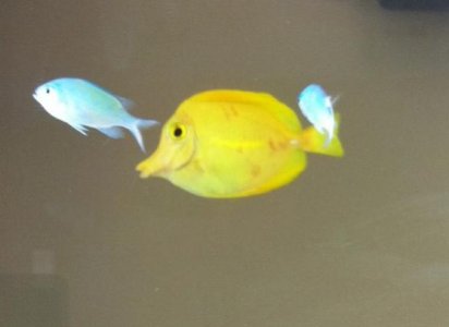 yellow tang.jpg