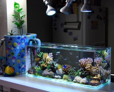 nano-reef-aquarium-spotlight-mangrove-marcello.jpg