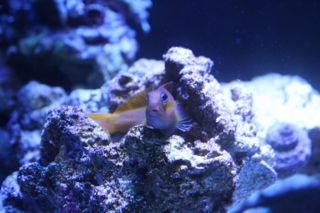 MidasBlenny.jpg