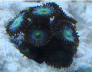 zoa.jpg