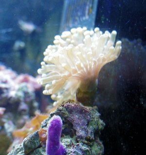 Frogspawn.jpg