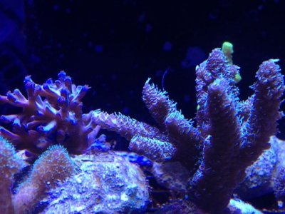 Frag shot.jpg