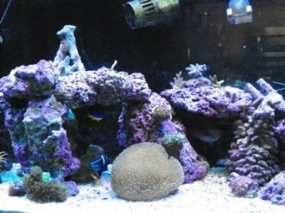 center tank.JPG