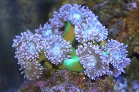 Duncan Coral - 1425.jpg