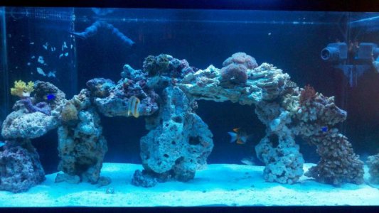 fishtank1.jpg