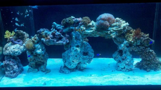 fish tank 2.jpg
