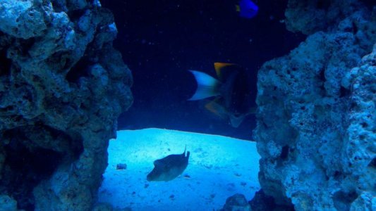 puffer.jpg