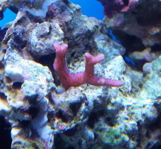 reef pics 014 (800x739).jpg