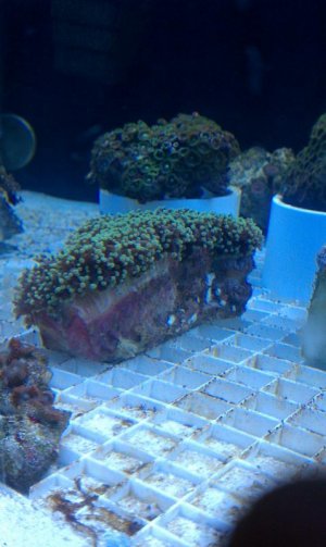 octopus coral 2.jpg