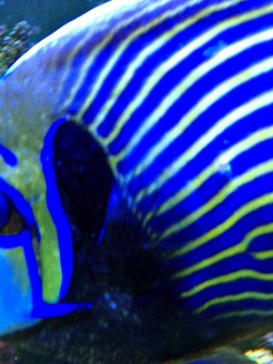 Rocky Emperor Ich?.jpg