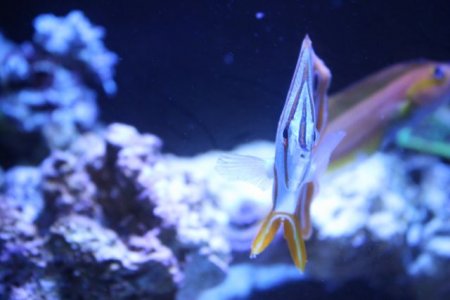 Copperband1.jpg Copperband1.jpg