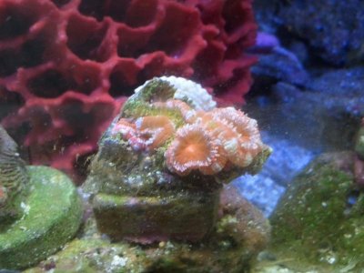 AcansType 2-6Mar12.jpg