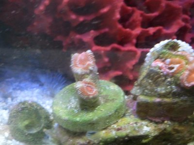 Acans-Type 3-6Mar12.jpg