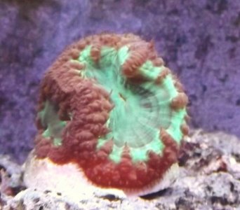 fish tank 043.jpg