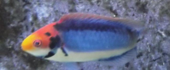 fish tank 039.jpg
