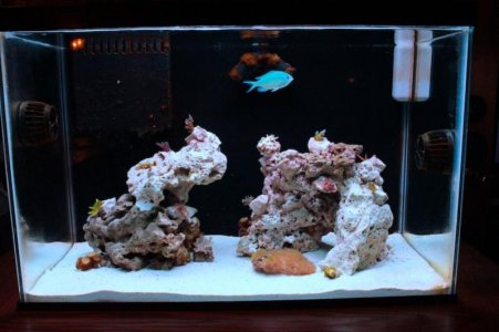 fish tank.jpg