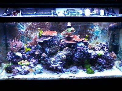 DT 3-6-12.jpg