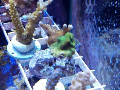 coral.jpg
