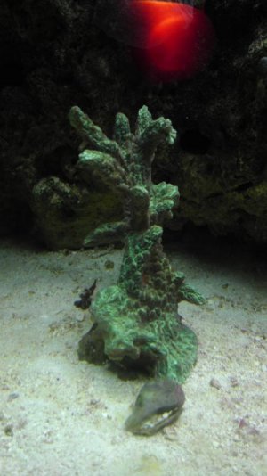 IMAG0131.jpg