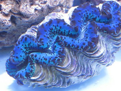 clam.jpg