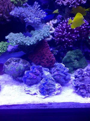 clam central  new blasto.jpg