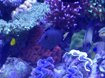 gem with fins finally growing back.jpg