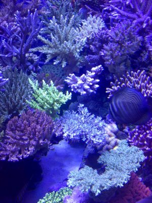 middle and right reefs come together.jpg