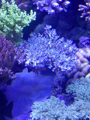 new blue ecinata.jpg