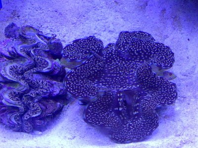 new brown speckled clam  i like.jpg