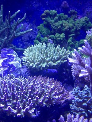 new yellow millipora and blue maxima.jpg