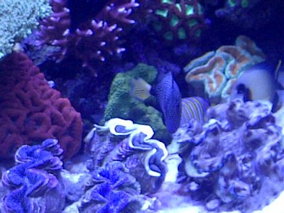 Oyster Bay-20120329-00029.jpg