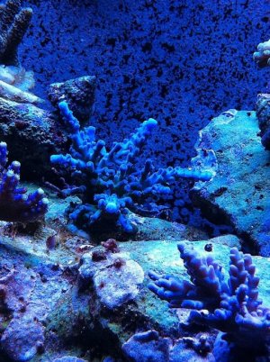 Coral.jpg