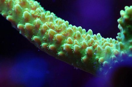 Acropora green slimmer A s.jpg