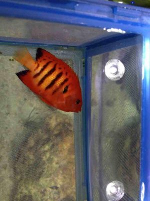 ImageUploadedByTapatalk1333314186.620138.jpg ImageUploadedByTapatalk1333314186.620138.jpg