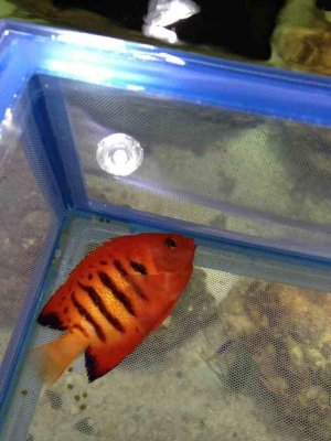 ImageUploadedByTapatalk1333314232.508705.jpg ImageUploadedByTapatalk1333314232.508705.jpg