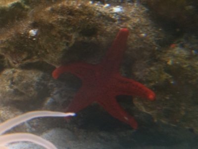 Fish22012.jpg