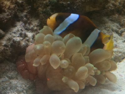 Fish32012.jpg