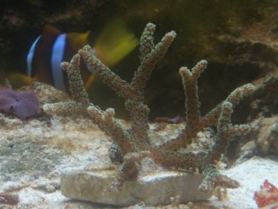 FishMarch2012.jpg