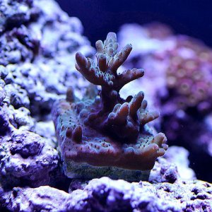 Acropora01.jpg