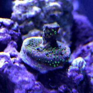 Acropora02.jpg