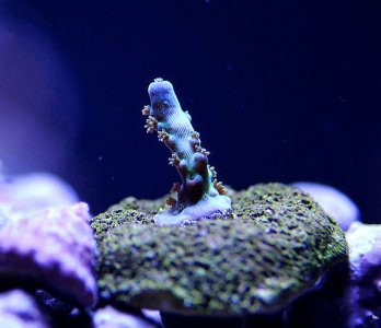Acropora03.jpg
