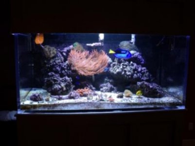 Anenome Prime 091.5.jpg