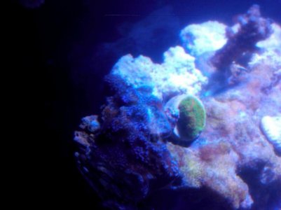Pokerstar Montipora.jpg