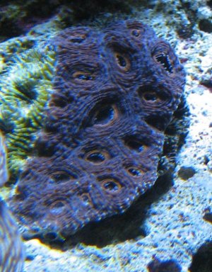 acan1.jpg