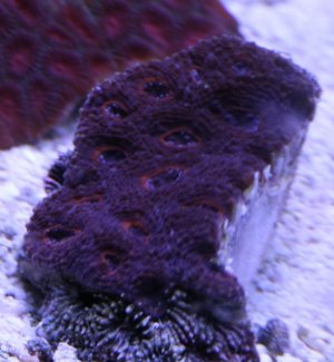 acan2.jpg