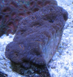 acan3.jpg