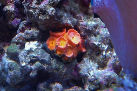 corals 071 (800x534).jpg corals 071 (800x534).jpg